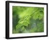 Backlit Beech Leaves-Lee Frost-Framed Photographic Print