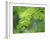 Backlit Beech Leaves-Lee Frost-Framed Photographic Print