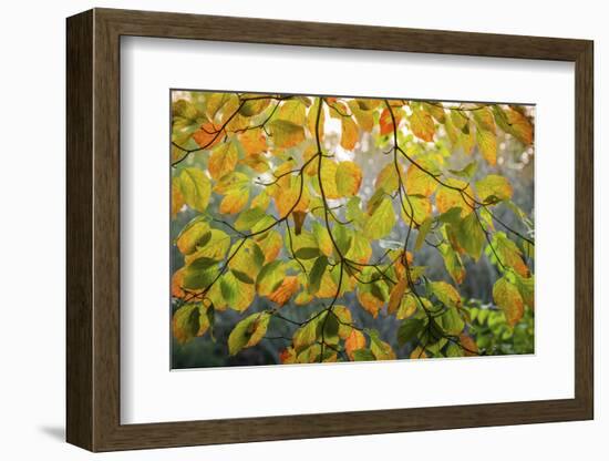 Backlit branch with golden leaves, Peaks Of Otter, Blue Ridge Parkway, Smoky Mountains, USA.-Anna Miller-Framed Photographic Print