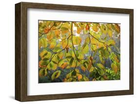 Backlit branch with golden leaves, Peaks Of Otter, Blue Ridge Parkway, Smoky Mountains, USA.-Anna Miller-Framed Photographic Print