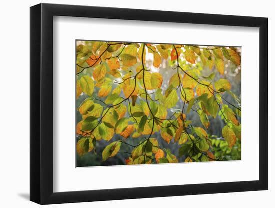 Backlit branch with golden leaves, Peaks Of Otter, Blue Ridge Parkway, Smoky Mountains, USA.-Anna Miller-Framed Photographic Print