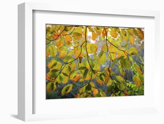 Backlit branch with golden leaves, Peaks Of Otter, Blue Ridge Parkway, Smoky Mountains, USA.-Anna Miller-Framed Photographic Print