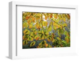 Backlit branch with golden leaves, Peaks Of Otter, Blue Ridge Parkway, Smoky Mountains, USA.-Anna Miller-Framed Photographic Print