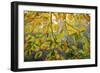 Backlit branch with golden leaves, Peaks Of Otter, Blue Ridge Parkway, Smoky Mountains, USA.-Anna Miller-Framed Photographic Print