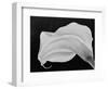 Backlit Calla Lily-John Ford-Framed Photographic Print