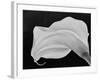 Backlit Calla Lily-John Ford-Framed Photographic Print