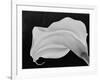 Backlit Calla Lily-John Ford-Framed Photographic Print