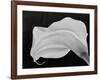 Backlit Calla Lily-John Ford-Framed Photographic Print