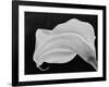 Backlit Calla Lily-John Ford-Framed Photographic Print