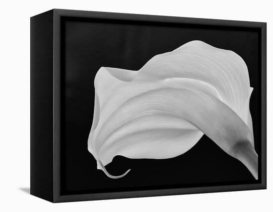 Backlit Calla Lily-John Ford-Framed Stretched Canvas