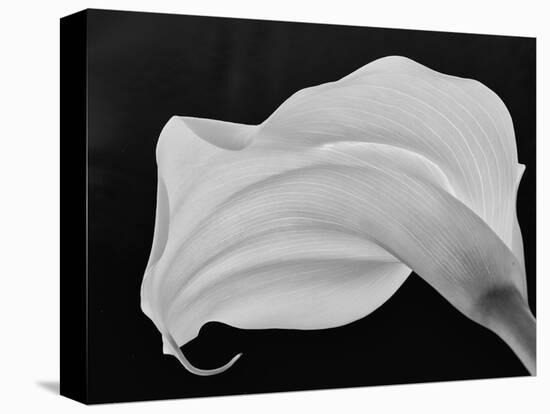 Backlit Calla Lily-John Ford-Stretched Canvas