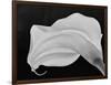 Backlit Calla Lily-John Ford-Framed Photographic Print