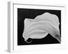 Backlit Calla Lily-John Ford-Framed Photographic Print