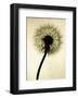 Backlit Dandelion-Jenny Kraft-Framed Giclee Print