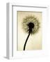 Backlit Dandelion-Jenny Kraft-Framed Giclee Print