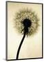 Backlit Dandelion-Jenny Kraft-Mounted Giclee Print