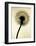 Backlit Dandelion-Jenny Kraft-Framed Giclee Print