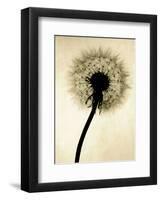 Backlit Dandelion-Jenny Kraft-Framed Art Print