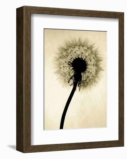 Backlit Dandelion-Jenny Kraft-Framed Art Print