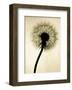 Backlit Dandelion-Jenny Kraft-Framed Art Print