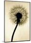 Backlit Dandelion-Jenny Kraft-Mounted Art Print