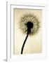 Backlit Dandelion-Jenny Kraft-Framed Art Print
