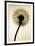 Backlit Dandelion-Jenny Kraft-Framed Art Print