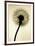 Backlit Dandelion-Jenny Kraft-Framed Art Print