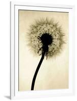 Backlit Dandelion-Jenny Kraft-Framed Art Print