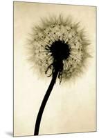 Backlit Dandelion-Jenny Kraft-Mounted Art Print