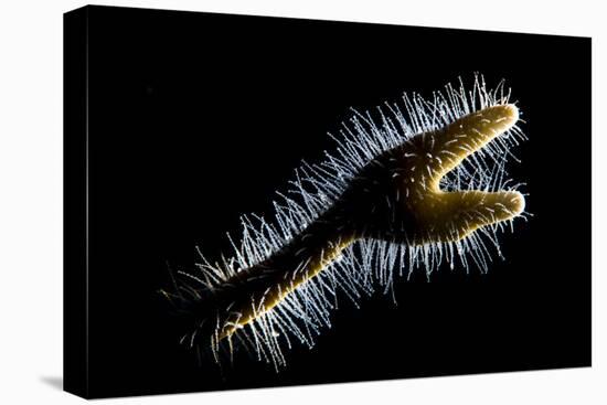 Backlit Detail of Branching Fire Coral (Millepora Alcicornis) Showing the Hair Like Polyps-Alex Mustard-Stretched Canvas