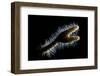 Backlit Detail of Branching Fire Coral (Millepora Alcicornis) Showing the Hair Like Polyps-Alex Mustard-Framed Photographic Print