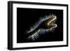 Backlit Detail of Branching Fire Coral (Millepora Alcicornis) Showing the Hair Like Polyps-Alex Mustard-Framed Photographic Print