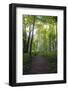 Backlit Forest, Tippecanoe State Park, Indiana, USA.-Anna Miller-Framed Photographic Print
