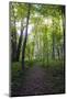 Backlit Forest, Tippecanoe State Park, Indiana, USA.-Anna Miller-Mounted Photographic Print