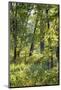 Backlit forest, Tippecanoe State Park, Indiana, USA.-Anna Miller-Mounted Photographic Print