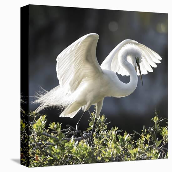 Backlit Grace-Wink Gaines-Stretched Canvas
