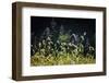 Backlit grass seedhead-Anna Miller-Framed Photographic Print