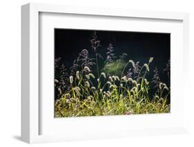 Backlit grass seedhead-Anna Miller-Framed Photographic Print