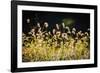 Backlit grass seedhead-Anna Miller-Framed Photographic Print