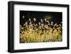 Backlit grass seedhead-Anna Miller-Framed Photographic Print