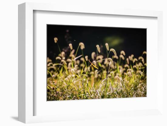 Backlit grass seedhead-Anna Miller-Framed Photographic Print