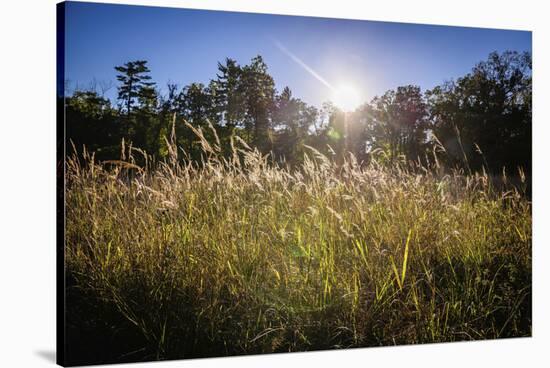 Backlit grass, Tippecanoe State Park, Indiana, USA.-Anna Miller-Stretched Canvas