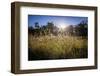 Backlit grass, Tippecanoe State Park, Indiana, USA.-Anna Miller-Framed Photographic Print