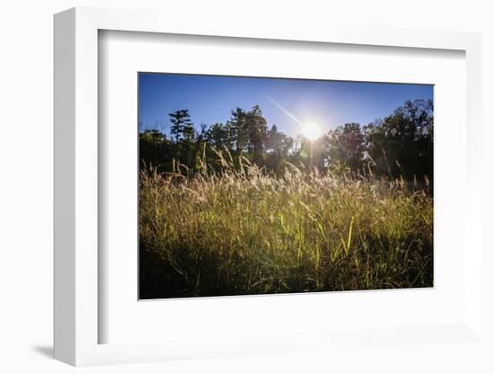 Backlit grass, Tippecanoe State Park, Indiana, USA.-Anna Miller-Framed Photographic Print