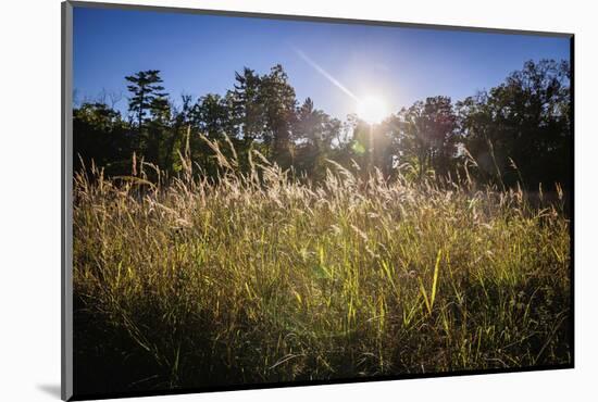 Backlit grass, Tippecanoe State Park, Indiana, USA.-Anna Miller-Mounted Photographic Print
