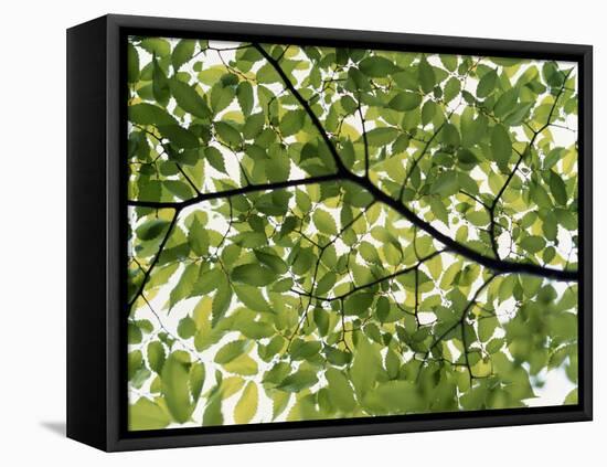 Backlit Green Tree Branch-null-Framed Stretched Canvas