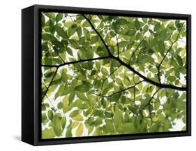 Backlit Green Tree Branch-null-Framed Stretched Canvas