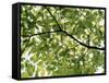 Backlit Green Tree Branch-null-Framed Stretched Canvas