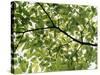 Backlit Green Tree Branch-null-Stretched Canvas